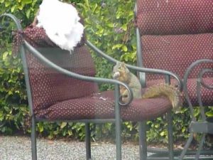 How to keep squirrels from chewing on patio furniture