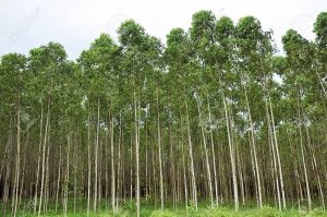 Planted eucalyptus tree - Is eucalyptus wood good for outdoor furniture