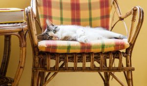 Cat on patio furniture to help in understanding how to keep cats from peeing on outdoor furniture