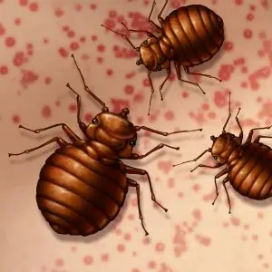 How to remove bed bugs on wood furniture